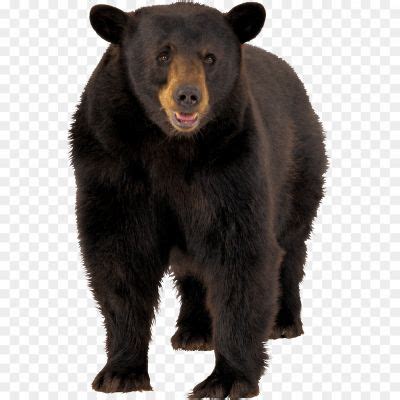 Bear PNG Clipart Background RCXEGCKU - Pngsource