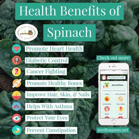 The Health Benefits of Adding Spinach to Your Diet! – From Seed to Spoon Vegetable Garden ...