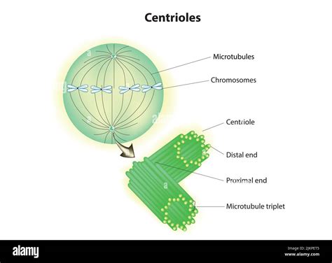 Centrosome Vs Centriole