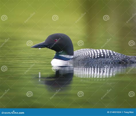 On Golden Pond with the Loons Stock Photo - Image of bird, wildlife: 214031024