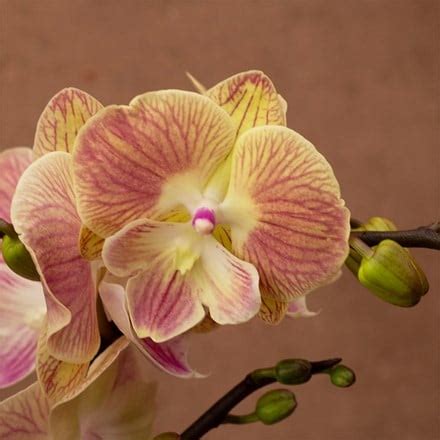 Find The Right Plant For Your Garden - Waitrose Garden
