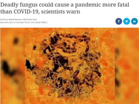 美国爆超级真菌疫情可人传人 一半病例90天死亡 - 新闻中心 - 温哥华港湾