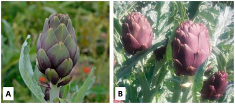 Living Mulch with Subterranean Clover (Trifolium subterraneum L.) Is ...
