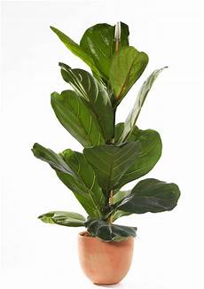 House Plants by The Best Indoor House Plants And How To Buy Them Photos House Plants