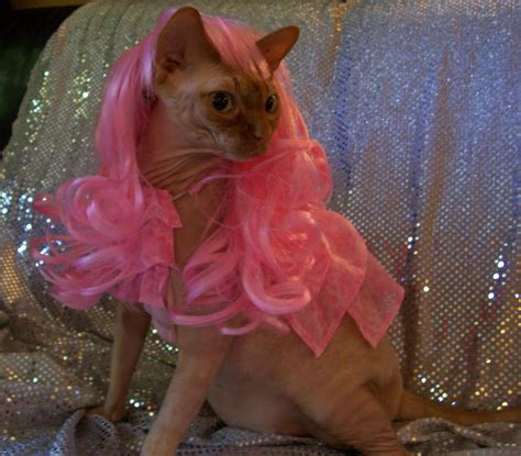Sphynx in pink wig in 2025 | Weird looking animals, Hairless cat, Cute cats