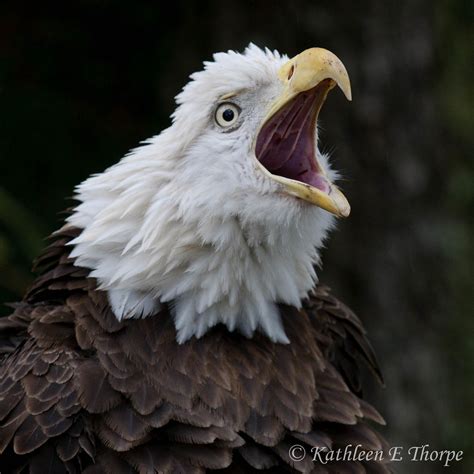 Bald Eagle Screeching | Taken at Lowry Park Zoo. This beauti… | Flickr