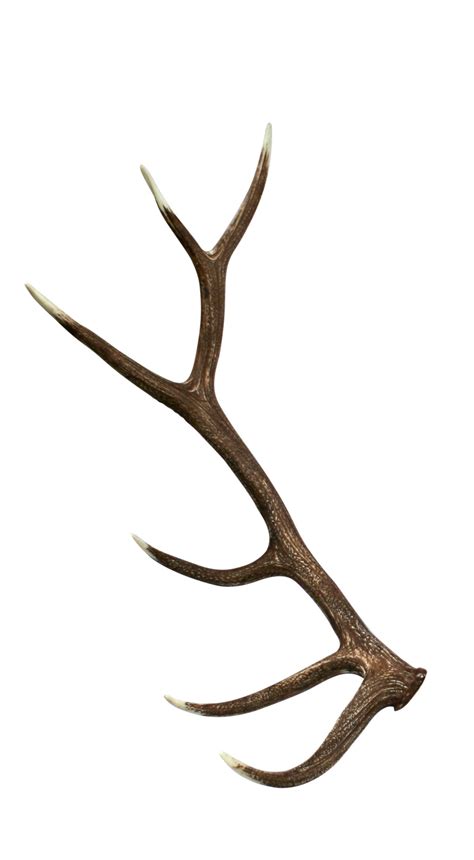 Antler clipart elk, Antler elk Transparent FREE for download on WebStockReview 2026