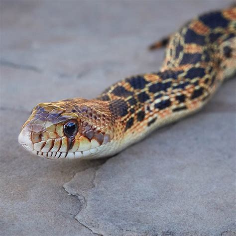 Animals Bull Snake Bullsnake Care And Breeding Information Reptiles