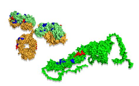 Image result for Epitope Mapping