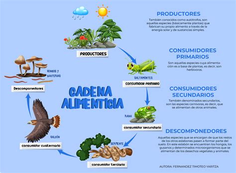 cadena alimenticia | Actividades para primaria, Dibujos para caratulas ...