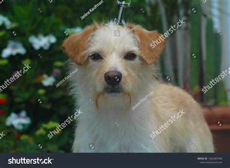 White Terrier Mix Breeds