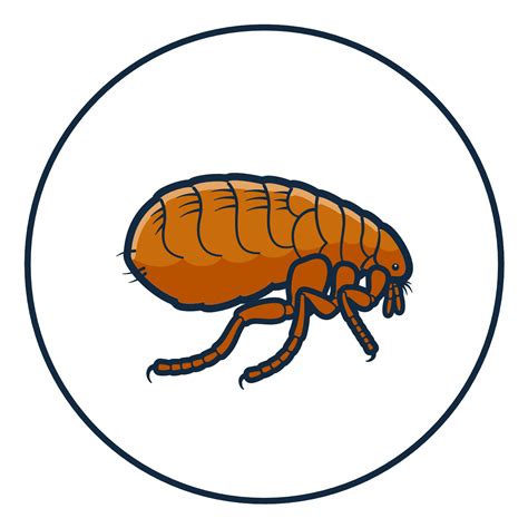 Can Humans Carry Fleas