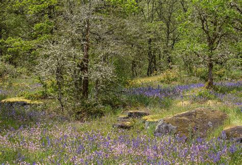 Prairie-Oak Ecosystems of the Pacific Northwest - Ecological Landscape Alliance