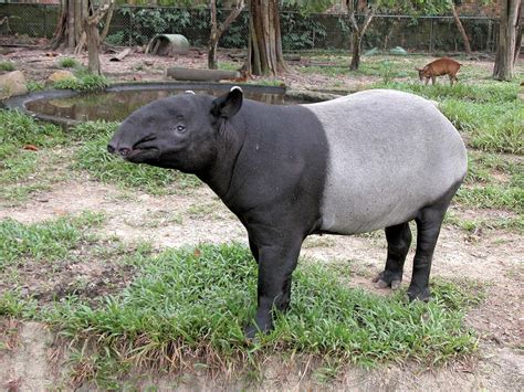 Tapir | Tropical, Forest-Dwelling & Herbivorous | Britannica