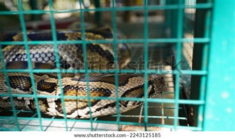 Image result for Reptile Python Cage