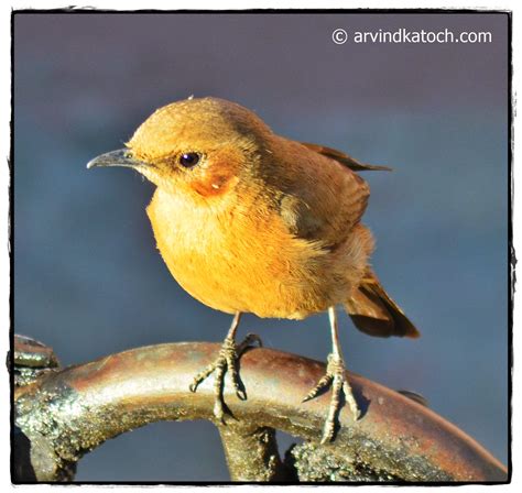 Brown Rock (Indian) Chat (Cercomela fusca) and Detail (Beautiful small ...