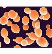 Saccharomyces cerevisiae 的图像结果