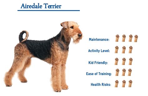 Airedale Breeders