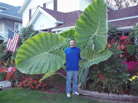Colocasia Gigantea grown from Briansbotanicals.net | Elephant ear plant ...