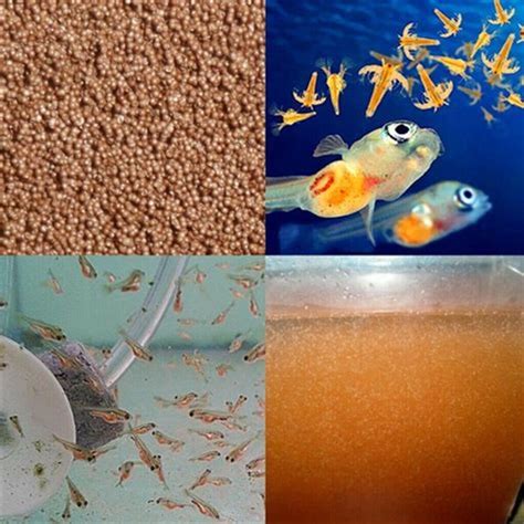 The Ultimate Guide to Quality Healthy Fish Feed