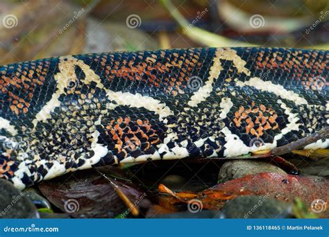 Boa Constrictor - Called the Red-tailed Boa or the Common Boa, is a ...