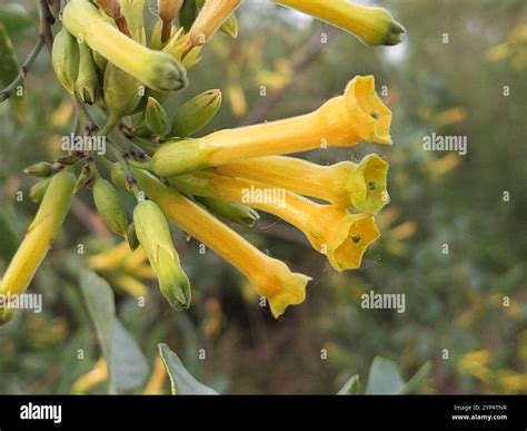 tree tobacco (Nicotiana glauca Stock Photo - Alamy