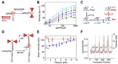 Optical Tweezers to Force Information out of Biological and Synthetic ...