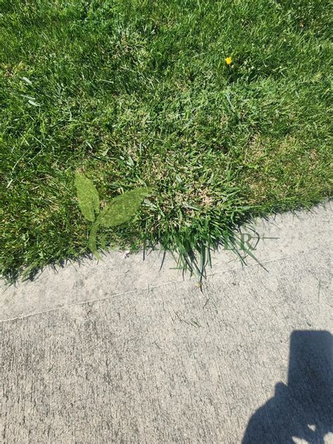 Buy Pennington Grass Seeds | Lush Lawn | Gardener.pk