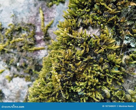 Moss, when is Was the Gametophyte Stock Image - Image of close, fresh: 187348691