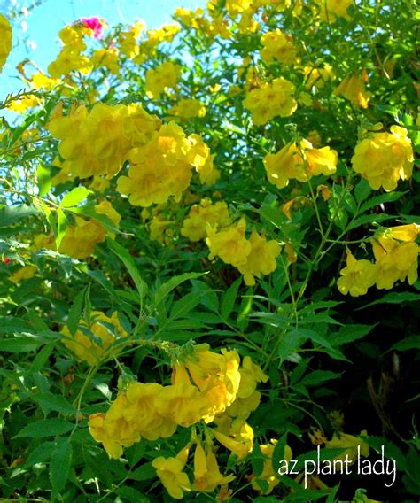 5 Petal Yellow Flower Bush - Home Alqu