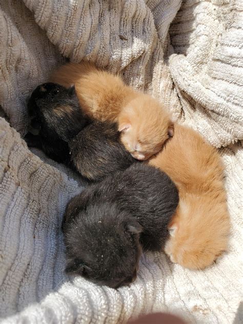 Newborn Kittens Left at the City Dump : r/Bakersfield