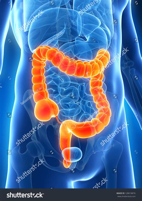 3 D Rendered Illustration Male Colon Stock Illustration 128018876 - Shutterstock