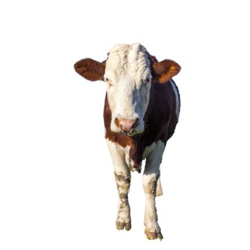 Image result for Cow Using Shapes On Python Turtle