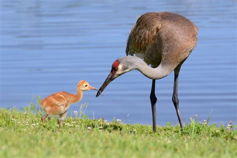 Sandhill Crane Leaping With Sandhill Cranes | BirdNote