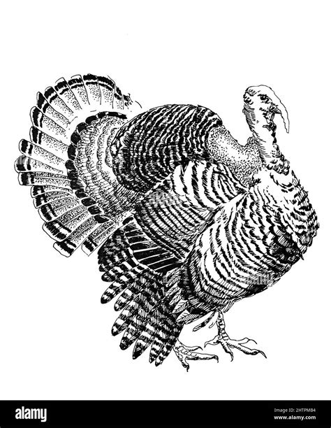 White And Black Turkey