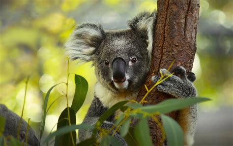 Facts About Koalas: We Answer Your Questions and More – Koala®