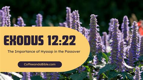 The Importance of Hyssop in the Passover (Exodus 12:22) - Coffee and a ...