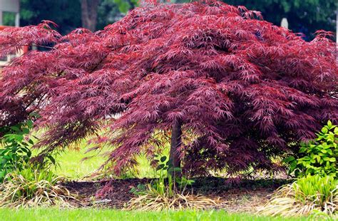 Crimson Queen Japanese Maple — Affordable Trees