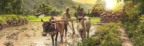 Government to use AI for studies under Pradhan Mantri Fasal Bima Yojana