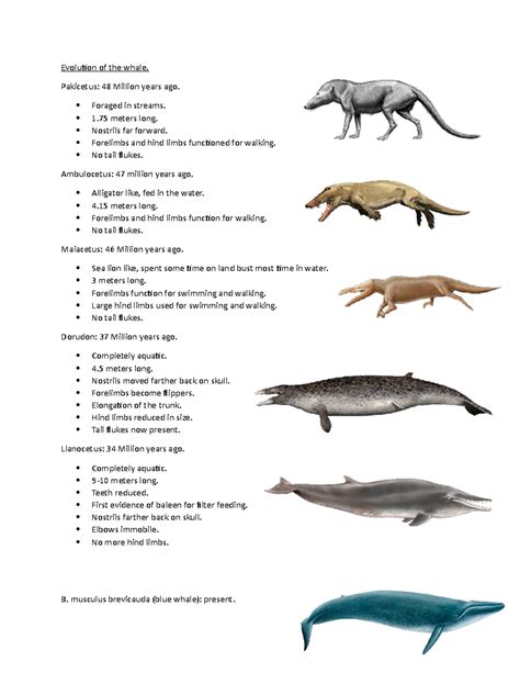 Whale Evolution Data Table Worksheet Answers - Free Printable
