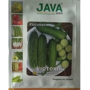 Buy Java Cucumber Victoria F1 Hybrid Seeds Online | BigHaat