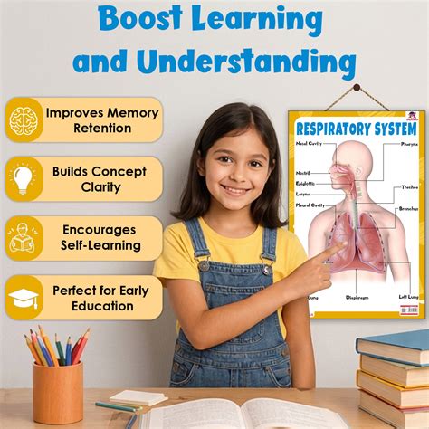 Respiratory System – Human Respiratory System Learning Poster for Kids ...