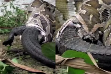 Animal Viral Video: Horrifying! Giant Anaconda Swallows Crocodile in ...