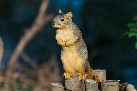 Eastern Fox Squirrel Range