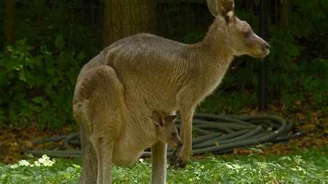 Kangaroo Fetus Climbing