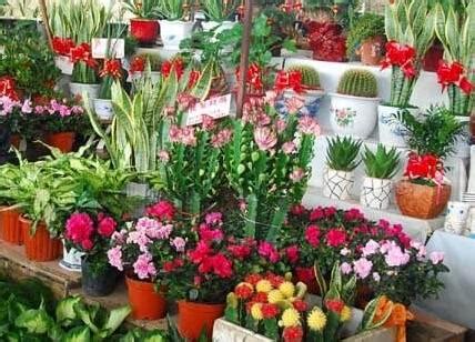 元旦临近，乌鲁木齐花卉市场鲜花受宠-天山网 - 新疆新闻门户