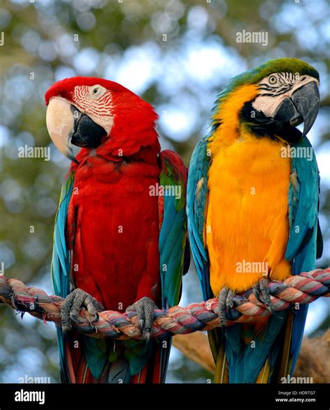 Blue and yellow macao hi-res stock photography and images - Alamy
