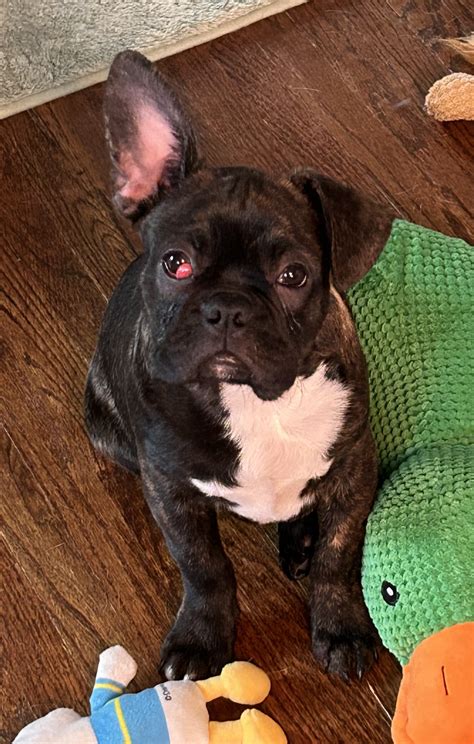 Buffalo Pug & Small Breed Rescue, Inc. - Adoptable