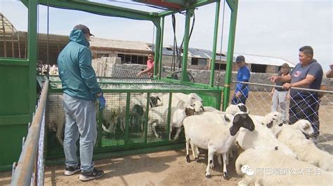 惠民“洗羊神器”让牧民们喜笑颜开-内蒙古故事网-内蒙古新闻网
