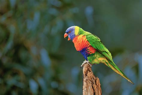 Why Can Parrots Talk Like Humans? - Parrot's Vocal Anatomy
